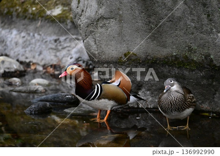 鳥 オシドリ 水鳥 つがいの写真素材 - PIXTA