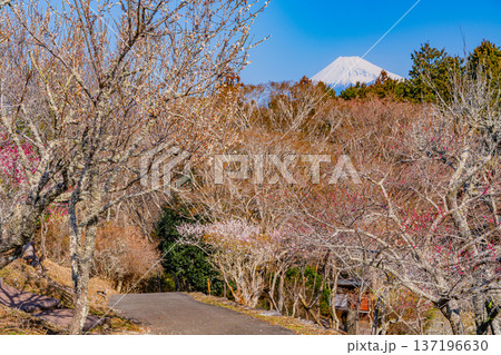 ウメノキゴケの写真素材 - PIXTA ウメノキゴケの写真素材 - PIXTA