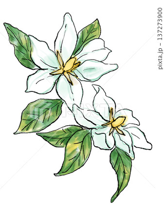 絵画ボタニカルアート「クチナシ」 原画公式通販 水彩画（クチナシの花）