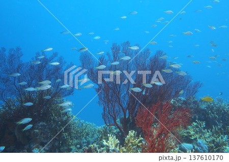 リュウキュウイソバナの写真素材 - PIXTA