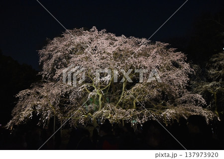 六義園しだれ桜の写真素材 - PIXTA