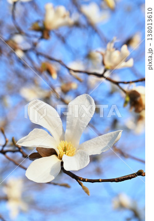 サクラモクレンの写真素材 - PIXTA