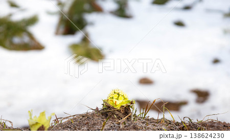ふきのとう 雪の写真素材 - PIXTA