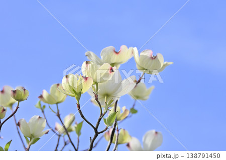 ハナミズキ 白 花 はなみずきの写真素材 - PIXTA