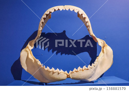 骨格 歯 サメ 鮫の写真素材 - PIXTA