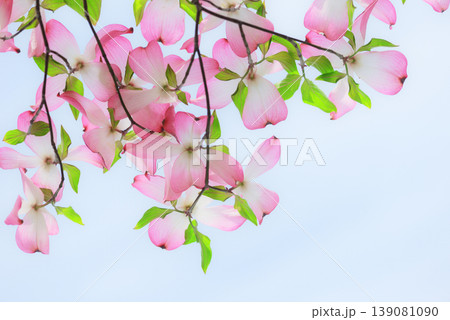 ハナミズキ 白 花 はなみずきの写真素材 - PIXTA