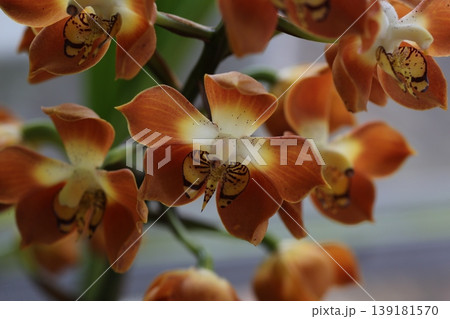洋蘭原種の写真素材 - PIXTA