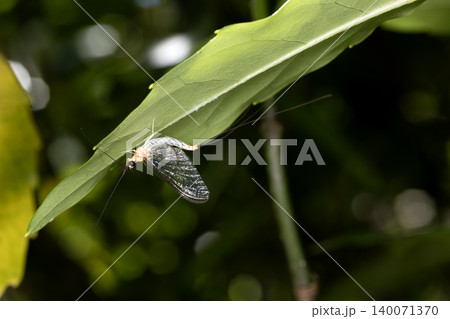 カゲロウ 昆虫 虫 かげろうの写真素材 - PIXTA