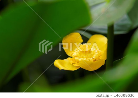 コウホネ 河骨 花 植物の写真素材 - PIXTA