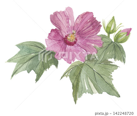 芙蓉ページ　イラストオーダー 木芙蓉のイラスト素材 - PIXTA